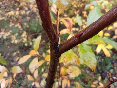 Salix
