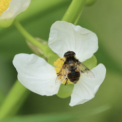 Eristalis anthophorina