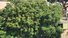 Ailanthus altissima
