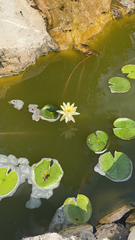 Nymphaea