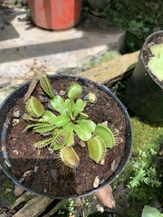 Dionaea