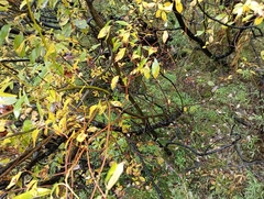 Salix