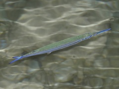 Hyporhamphus dussumieri