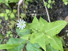 Stellaria aquatica