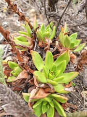 Dudleya