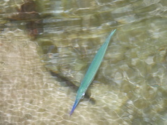 Hyporhamphus dussumieri
