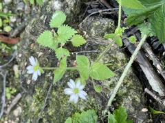 Stellaria aquatica