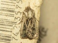 Agrotis gladiaria