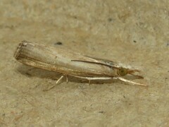 Parapediasia teterrellus