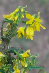 Melilotus altissimus