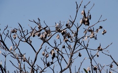Combretum