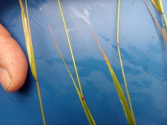 Agrostis capillaris
