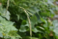 Elymus hirsutus