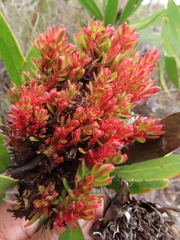 Protea witches broom phytoplasma