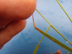 Agrostis capillaris