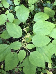 Boehmeria cylindrica