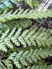 Microlepia