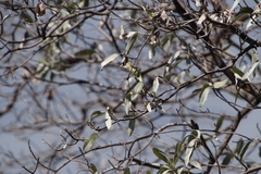 Combretum