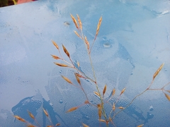 Agrostis capillaris