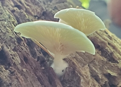 Crepidotus