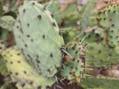 Opuntia littoralis