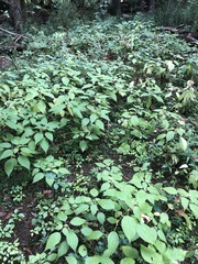 Boehmeria cylindrica