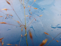 Agrostis capillaris