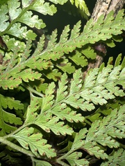 Microlepia