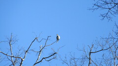 Pyrope pyrope pyrope