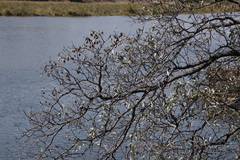 Combretum