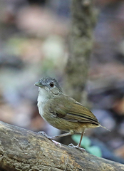 Malacocincla sepiaria