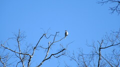 Pyrope pyrope pyrope