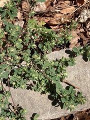 Kummerowia stipulacea