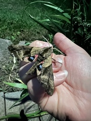 Paonias excaecata
