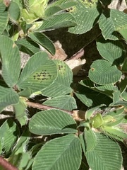 Kummerowia stipulacea