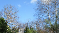 Pyrope pyrope pyrope