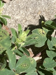 Kummerowia stipulacea