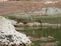 Crocodylus moreletii