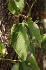 Syngonium