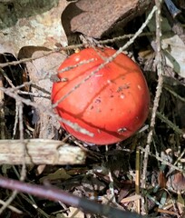 Russula emetica