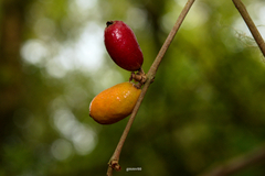 Eugenia uruguayensis