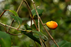 Eugenia uruguayensis