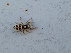 Salticus scenicus