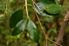 Eugenia uruguayensis