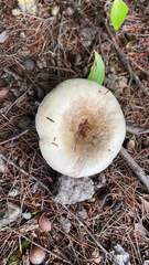Lactarius pubescens