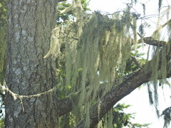 Usnea longissima
