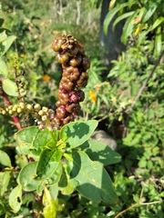 Phytolacca octandra