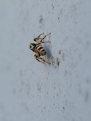Salticus scenicus