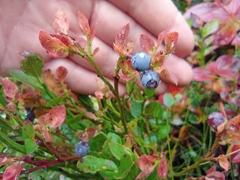 Vaccinium myrtillus