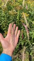 Elymus canadensis